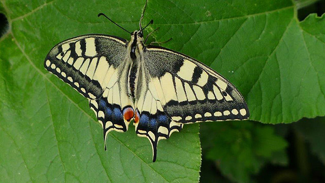 Butterfly at Villa le Barone, Tuscany 