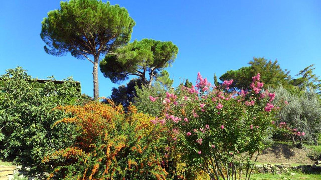 Umbrella pine trees at Villa le Barone 