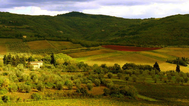  Chianti landscape with canaiolo vine from Villa le Barone 