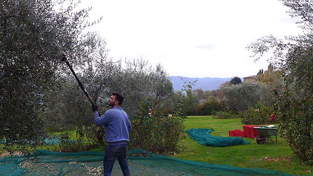  Olive harvest at Villa le Barone  Chianti 