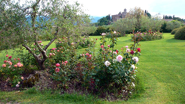 Roses in the gardens of Villa le Barone in Tuscany