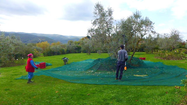 Olives harvest at Villa le Barone in Chianti 