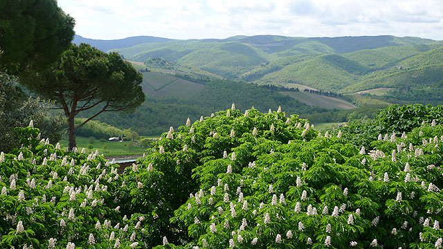 View from the Tower room in spring at Villa le Barone , Chianti